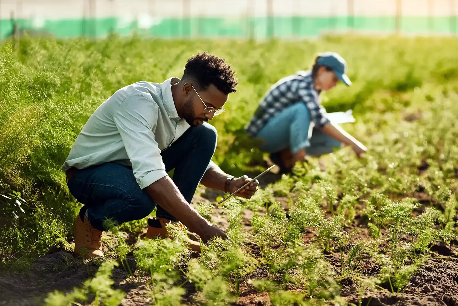 Worker inspecting farmland